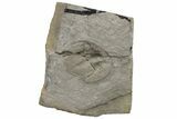 Trinucleid (Declivolithus) Trilobite With Pos/Neg #227871-3
